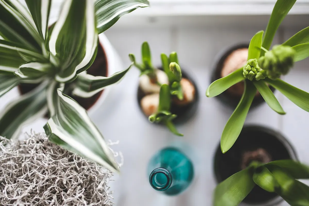 Beginner's Guide to Indoor Plants for UK Homes: Light, Water and Humidity